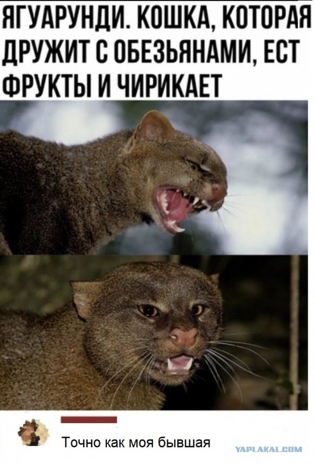 Картинки с надписями и всякие жизненные фразы 17.03.21
