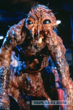 Покормил муху сахаром