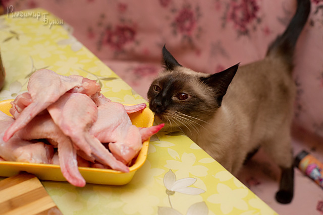 Ноги, хвосты… главное – крылья!, Кура-International–2, куриные крылья