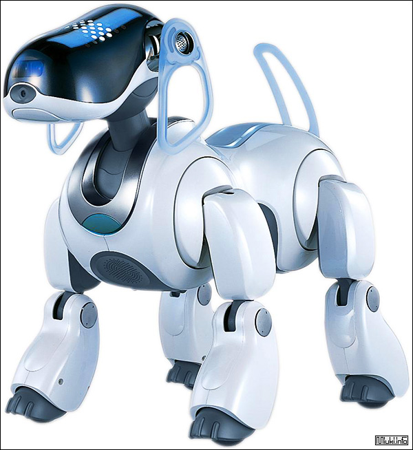 Хаски: Почему чистокровные собаки этой породы всё чаще оказываются на улице и в приютах?