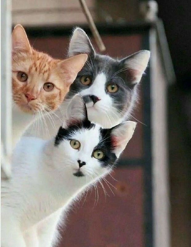 Котовторник вроде.