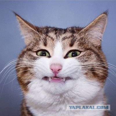 Во Владимирской области пять рабочих пострадали от взрыва гранаты в парке