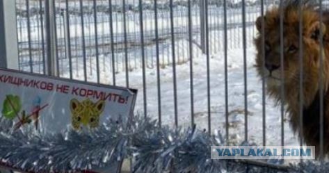 «Животное не виновато». В Госдуме вступилась за льва, напавшего на пьяную посетительницу зоопарка под Уссурийском