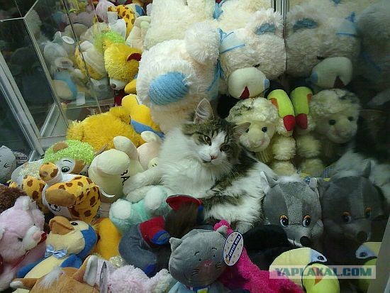 Лохотрон с игровыми автоматами