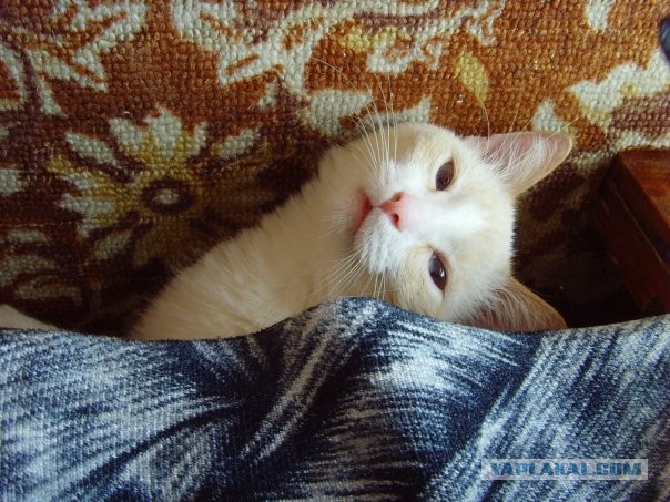 Котовторник 23.04.2013