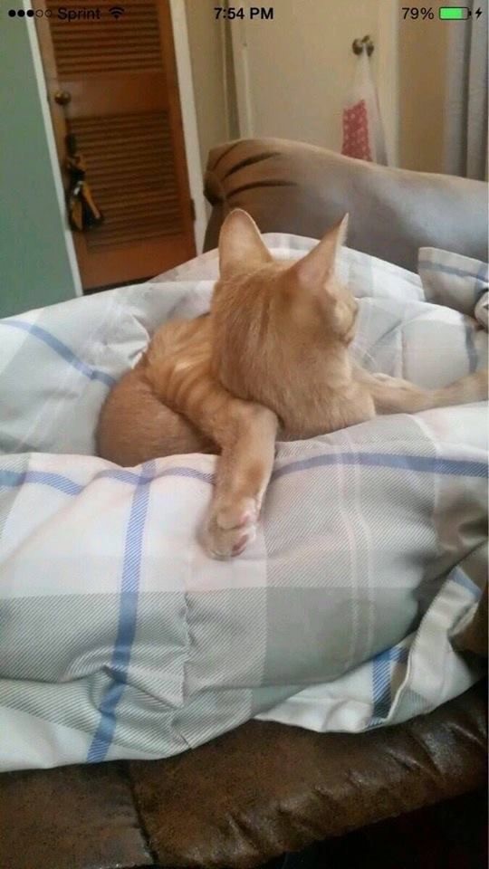 Позы для сна у кошек - что они означают?