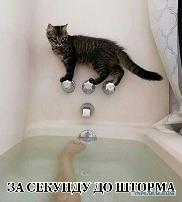 Весёлый полтишок 12.11.23