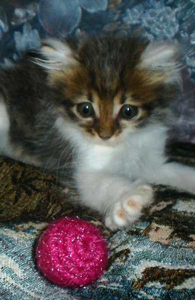 Котовторник 30.04.2013