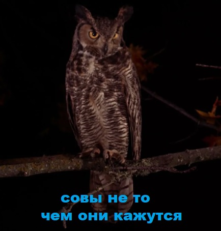 Нуштош 17.01.2025. Чем кажутся совы (s3e2)