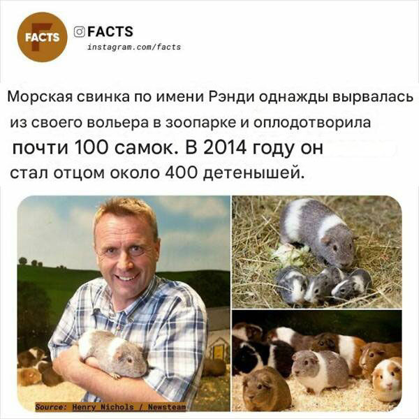 Белый слон и другие картинки