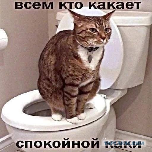 Девушка попросила в Хвиттере остальных скинуть любимые мемы с котами