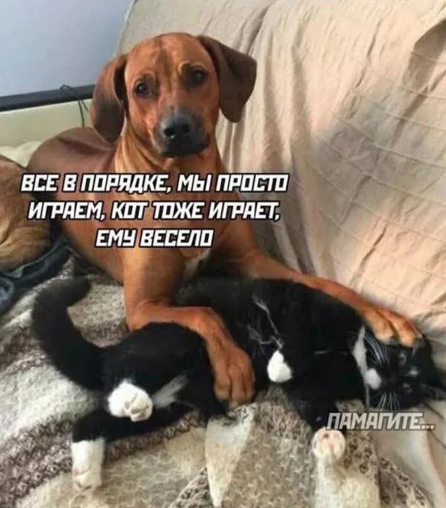 Картинки для деградации 50 (разной степени свежести)