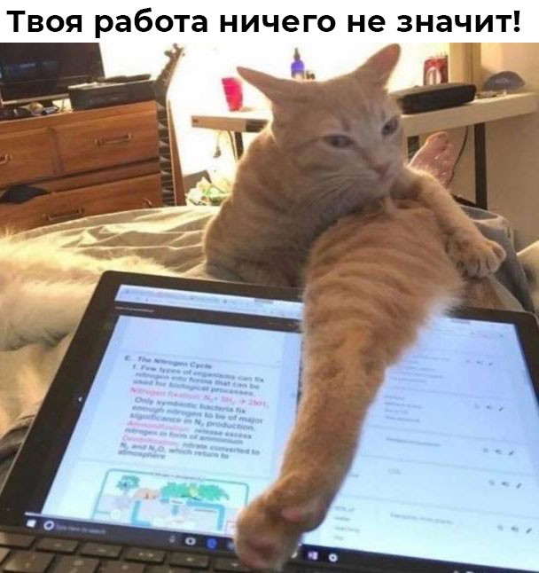 Подборка картинок к котовторнику