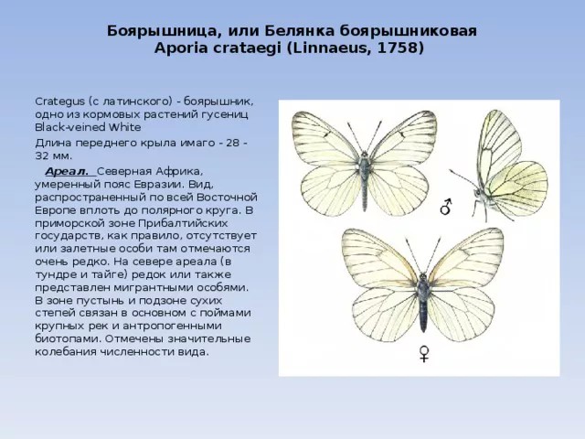 Уральский от-кутюр