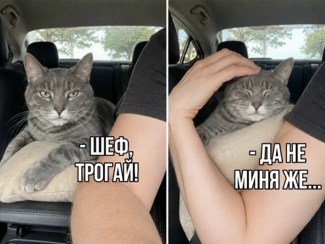 К котовторнику: подборка картинок-баянов с котиками и про котиков. Выпуск 46.