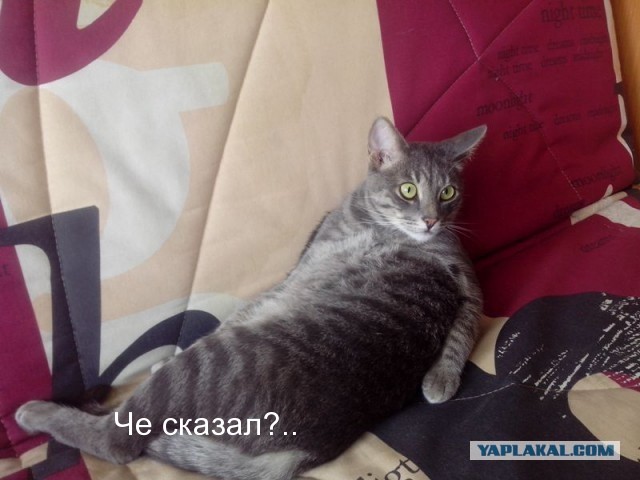 Как добиться успеха на ЯПе?