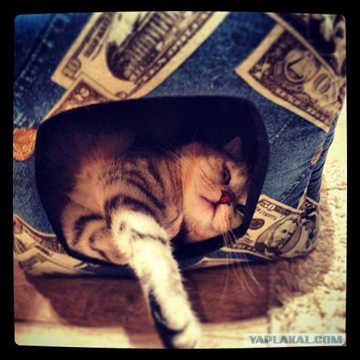Котовторник 04.03.2014