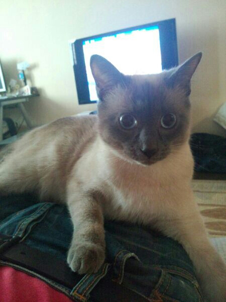 Котовторник 01.04.2014