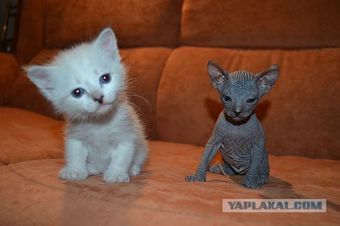 Жизнь домашнего приюта для котеек 11