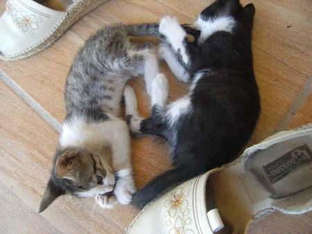 Котовторник 23.09.2014.