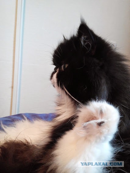 Котовторник 9.12.2014