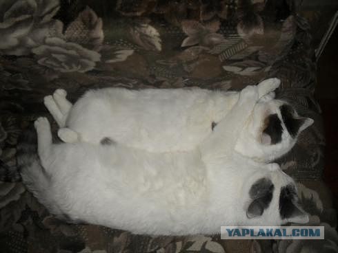 Синхронные коты