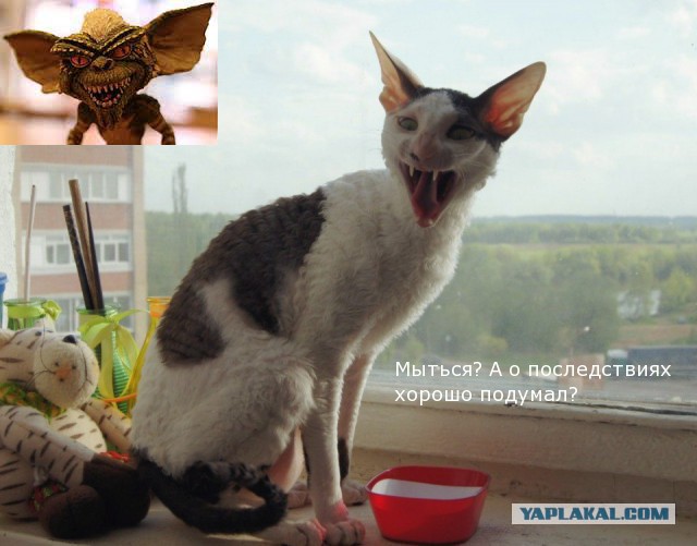 Известные котомемы.