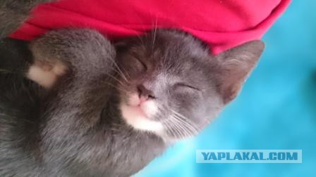 Котовторник 30,06, 2015