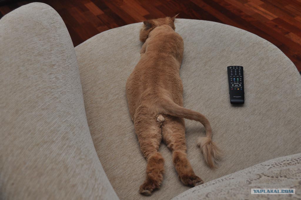 Иди ко мне надпись. Подходи ко мне. Личинка котэ. Не подходите близко я тигренок а не киска. Кот кланяется.