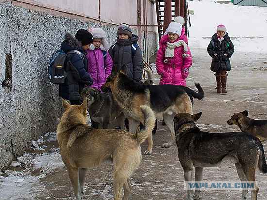 Нападение бродячих собак в Перми