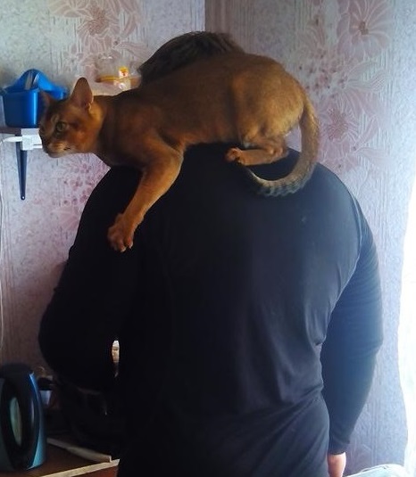 Котонадзор