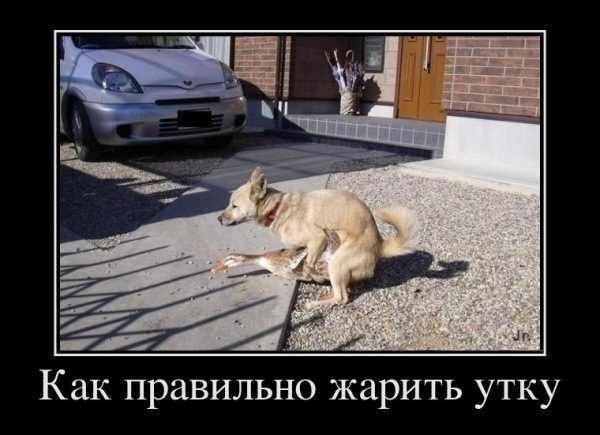Порция картинок из сети