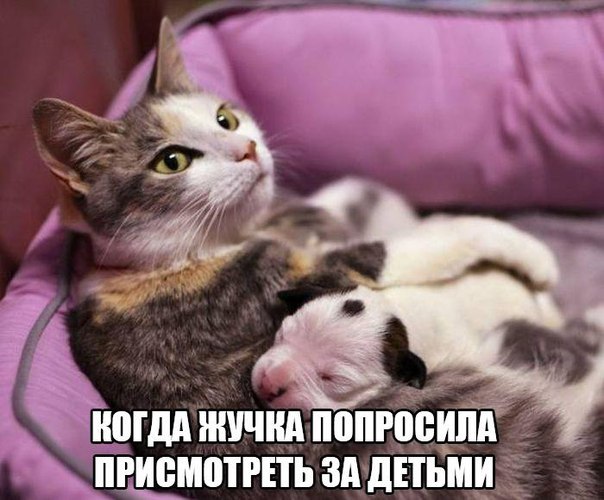 Прикольные животные