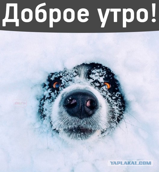 Всячина. Картинки и тексты картинками