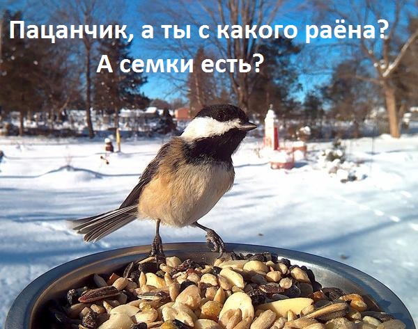 "Поставил кормушку за окном и всю зиму фотографировал птиц, которые прилетали покушать"