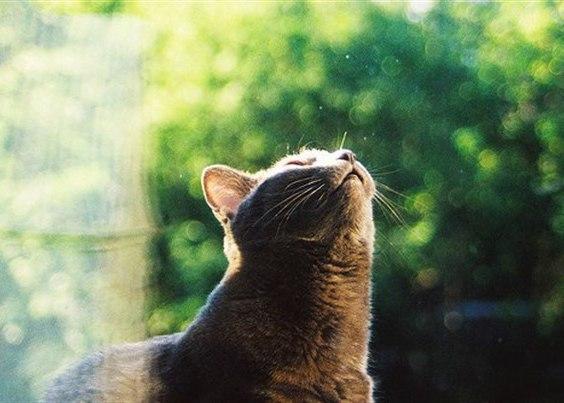 Коты и Кошки
