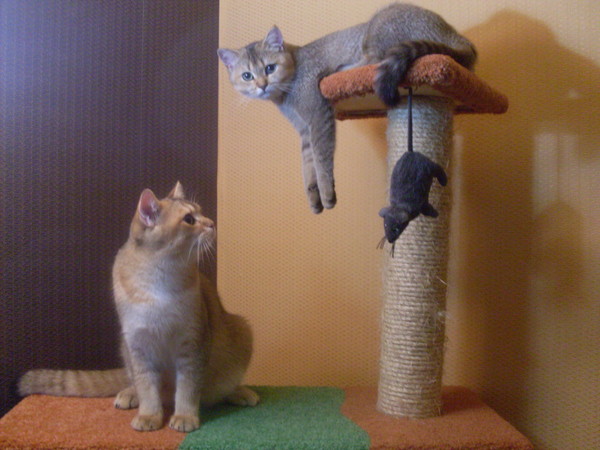 Коты и Кошки