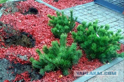 Под Всеволожском украли ели, посаженные в память о погибших над Синаем
