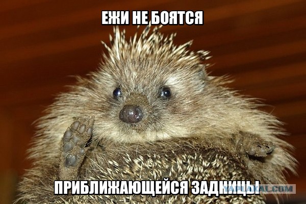 Лапка ежа. Лапки ежика. Лапы ежа. Пяточки ежика. Пяточка ежа