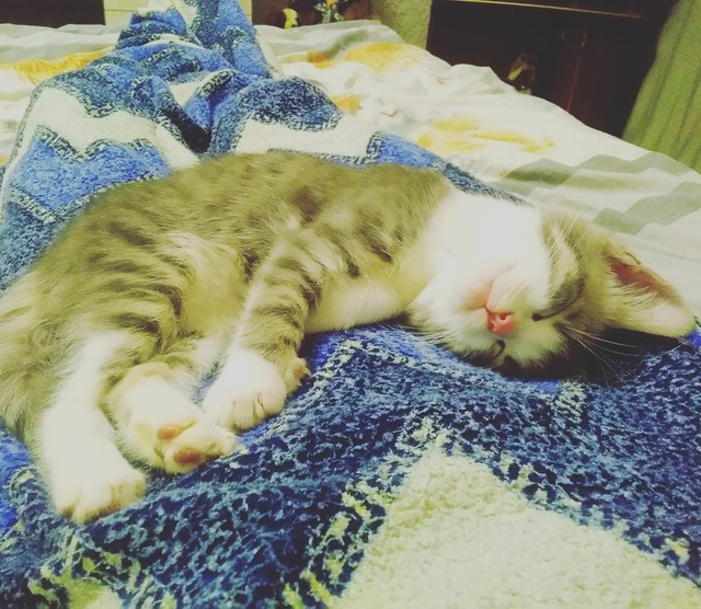 Коты и Кошки