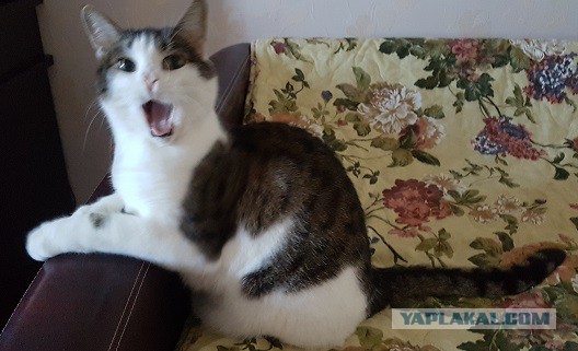 Котовторник  05.12.2017