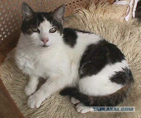 Уррааа! Котовторник на ЯПлакалъ!