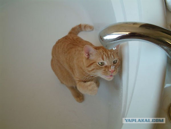 Котовторник (16.09.08)