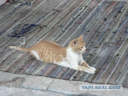 Начало - Третий уровень (Котовторник)