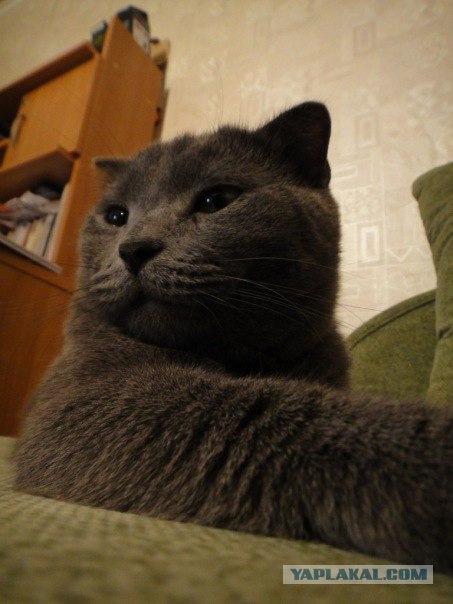 Начинаем котовторник!