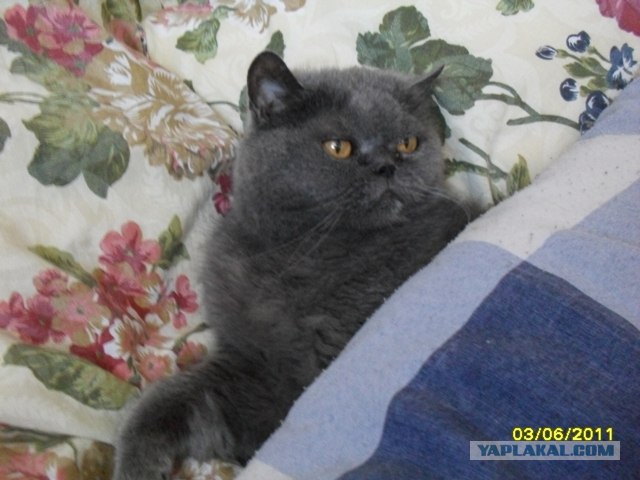 Сонный Котовторник