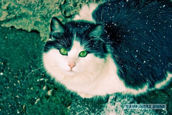 Котовторник 20.12.2011