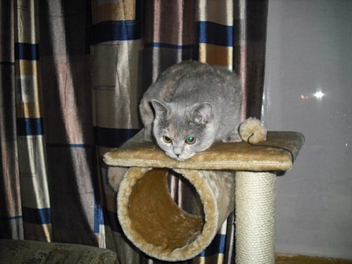 Котовторник 27.03.2012