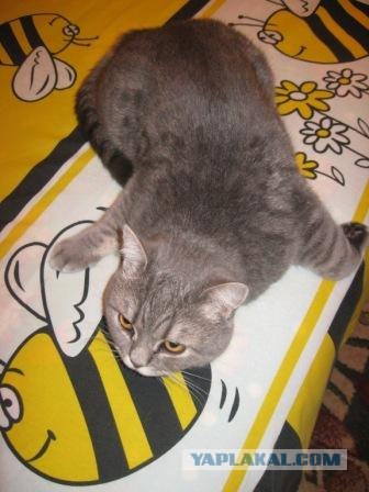 Котовторник 24.04.2012
