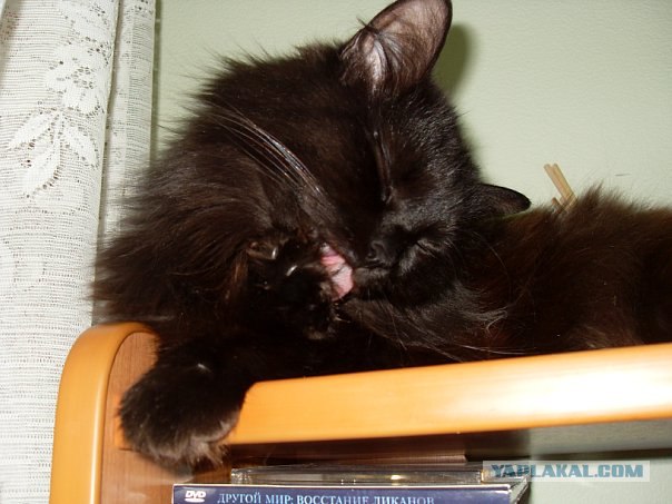 Котовторник (15.05.2012)